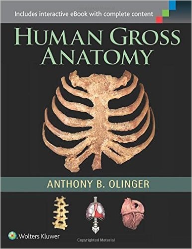 Human Gross Anatomy Biology Diagrams